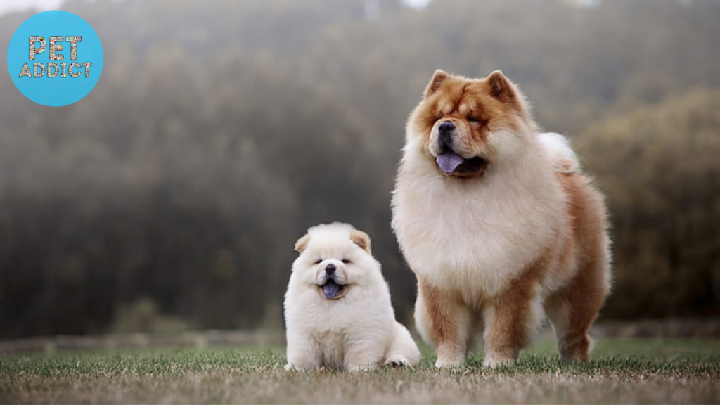  scary dog Chow Chow: Aloof yet Protective