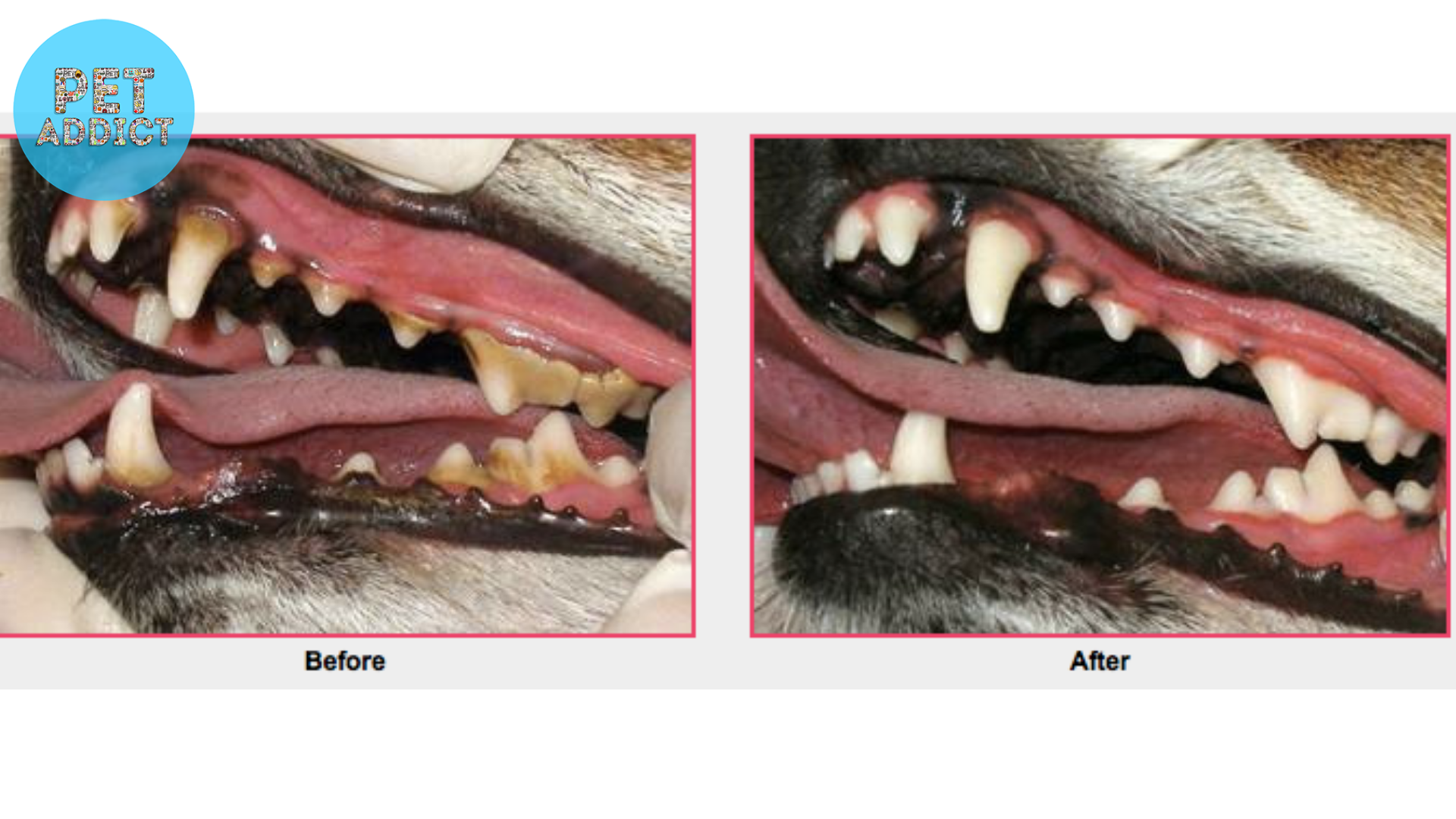 Common Dental Issues in Dogs