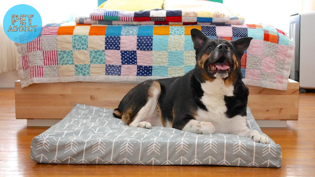 DIY Orthopedic Dog Bed A Budget-Friendly Option