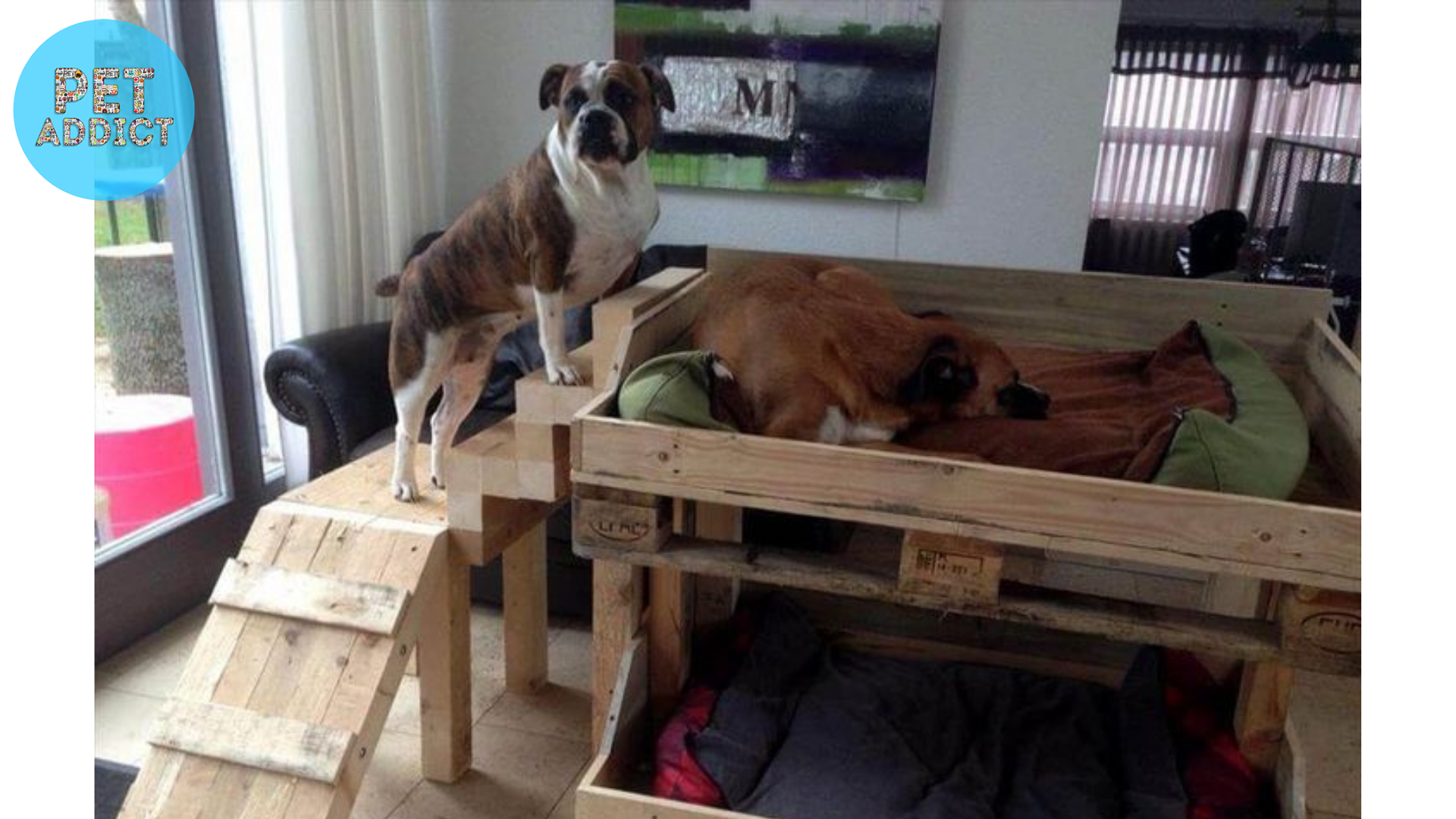 DIY Raised Dog Bed Ideas