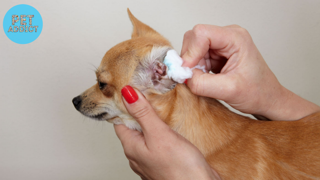 Dealing with Excessive Wax or Infections dog ear cleaner