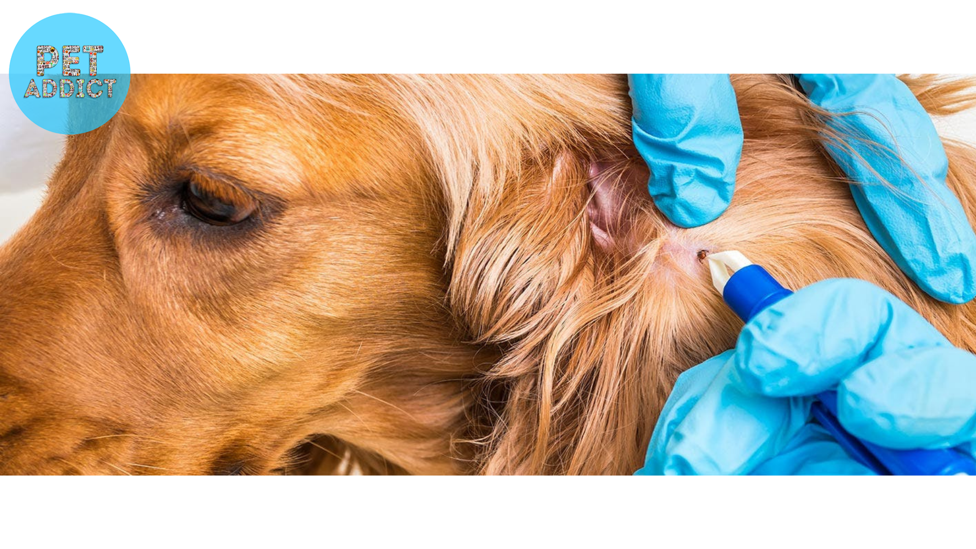 Dealing with Lice in Dog Shelters and Rescue Centers