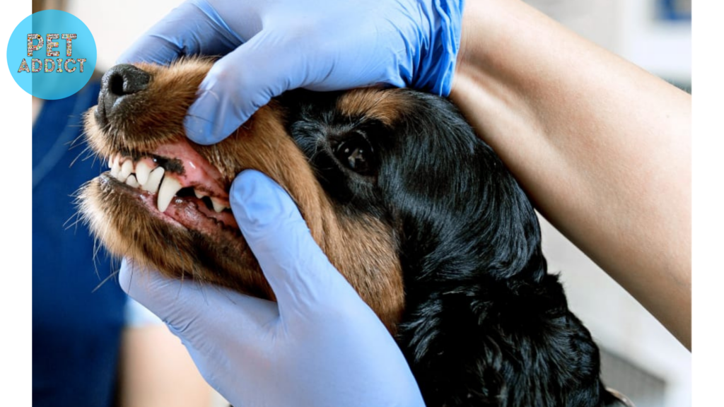 Dental Care for Puppies