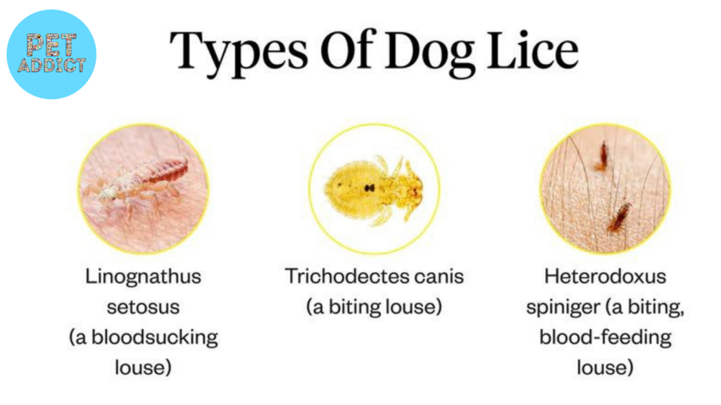 Different Types of Dog Lice