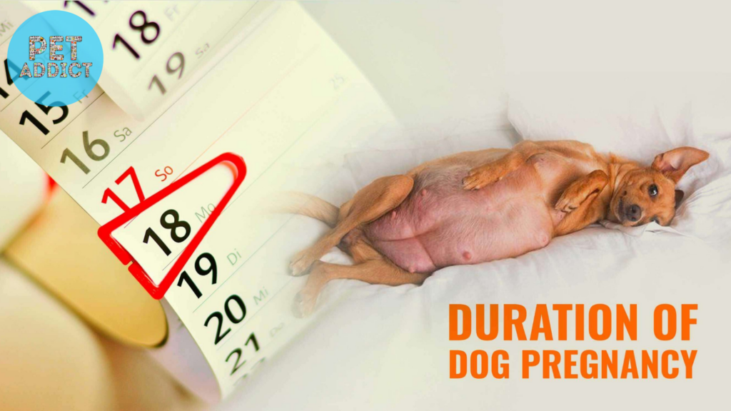 Duration of Dog Pregnancy