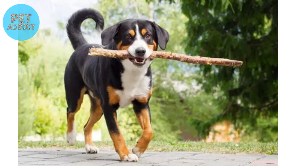Exercise and Activity Requirements entlebucher mountain dog