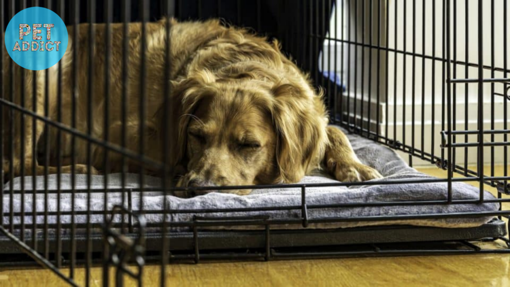 Factors to Consider Before Choosing a Small Dog Crate