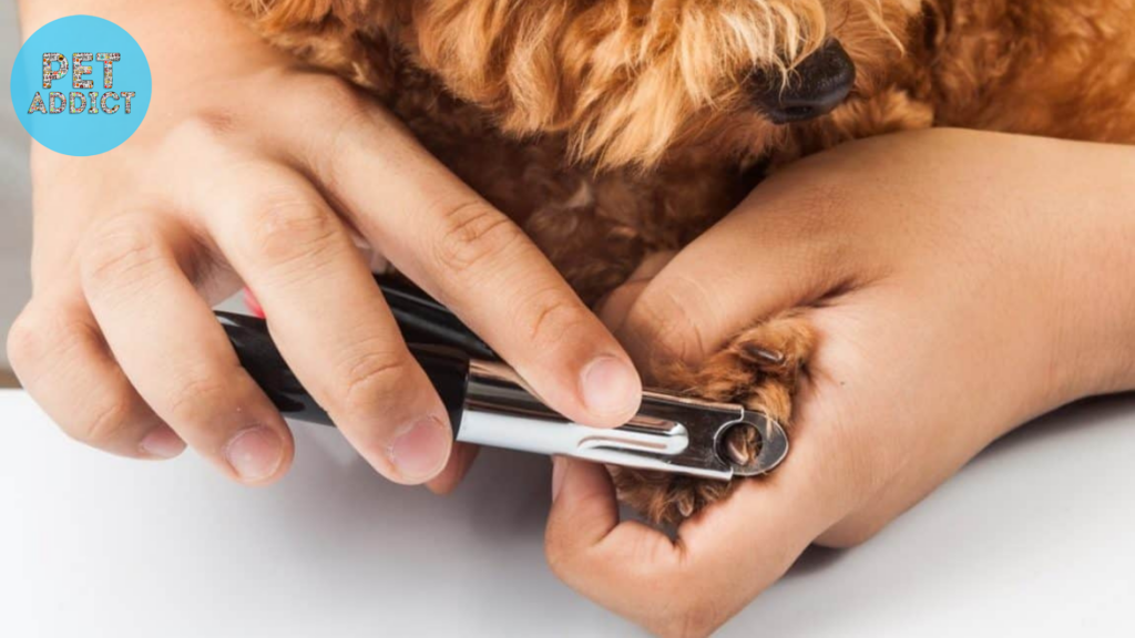 Factors to Consider When Choosing Dog Nail Clippers