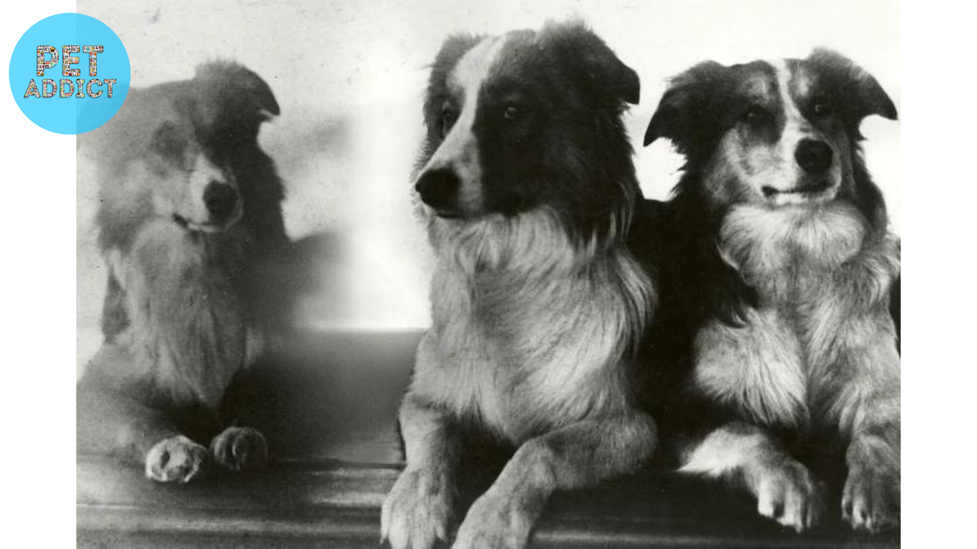 Famous Herding Dogs in History