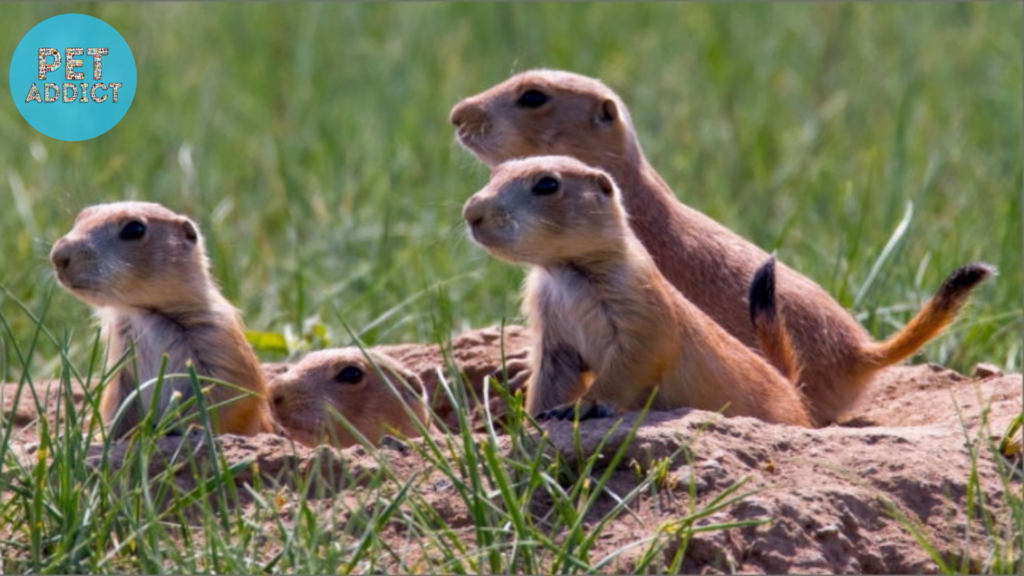 Getting to Know the Prairie Dog