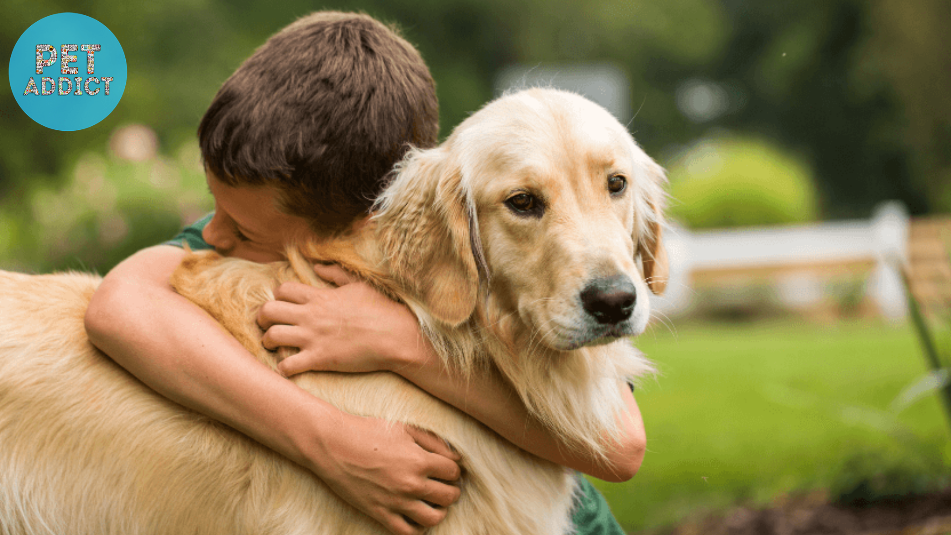 Golden Retrievers as Family Dogs