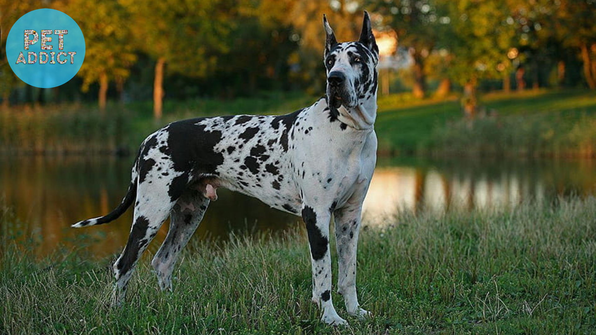  scary dog Great Dane: A Gentle Giant with a Presence