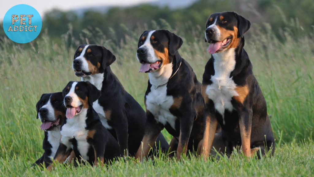 Grooming and Care entlebucher mountain dog
