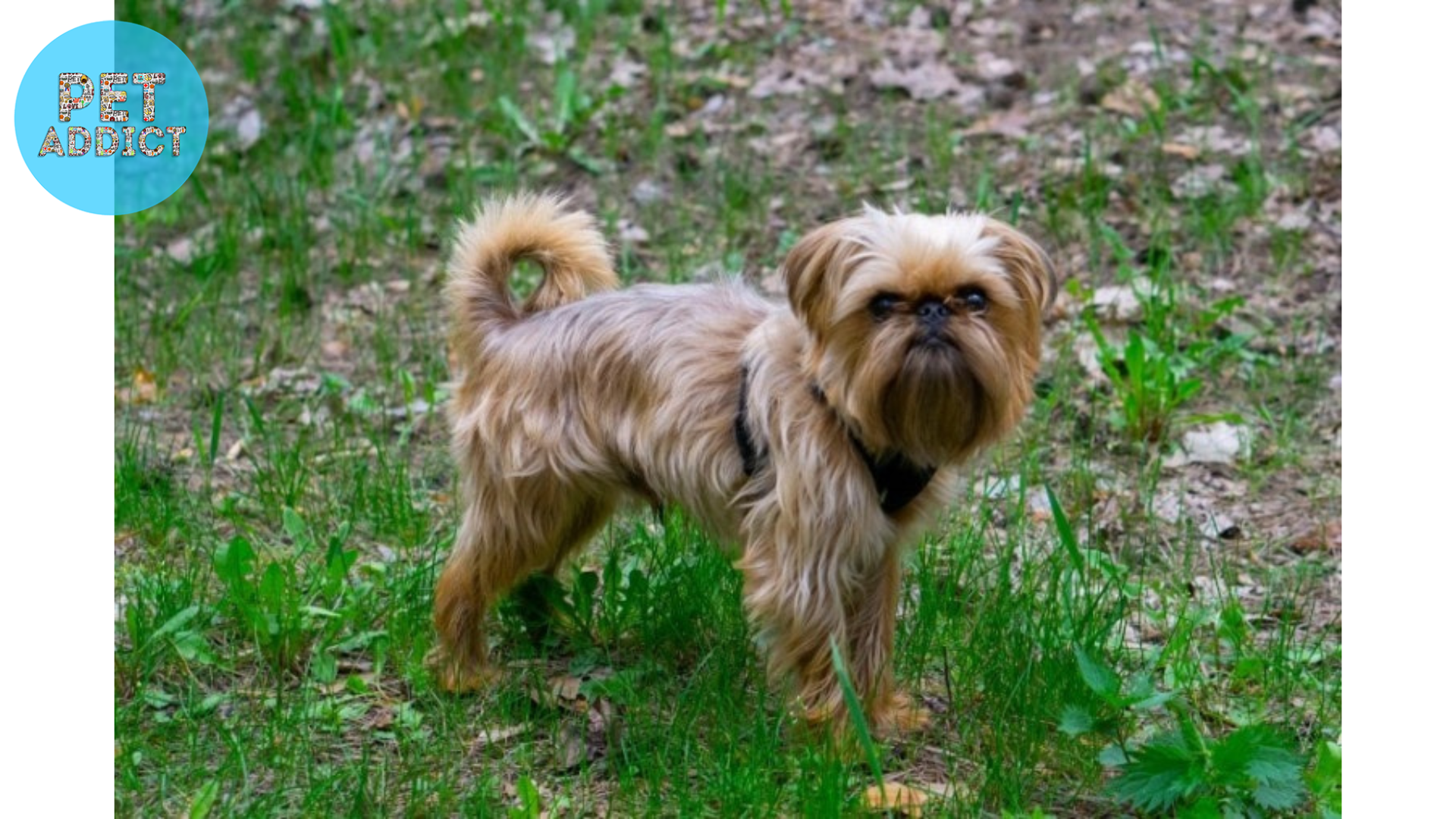 Health Considerations for Griffon Dogs