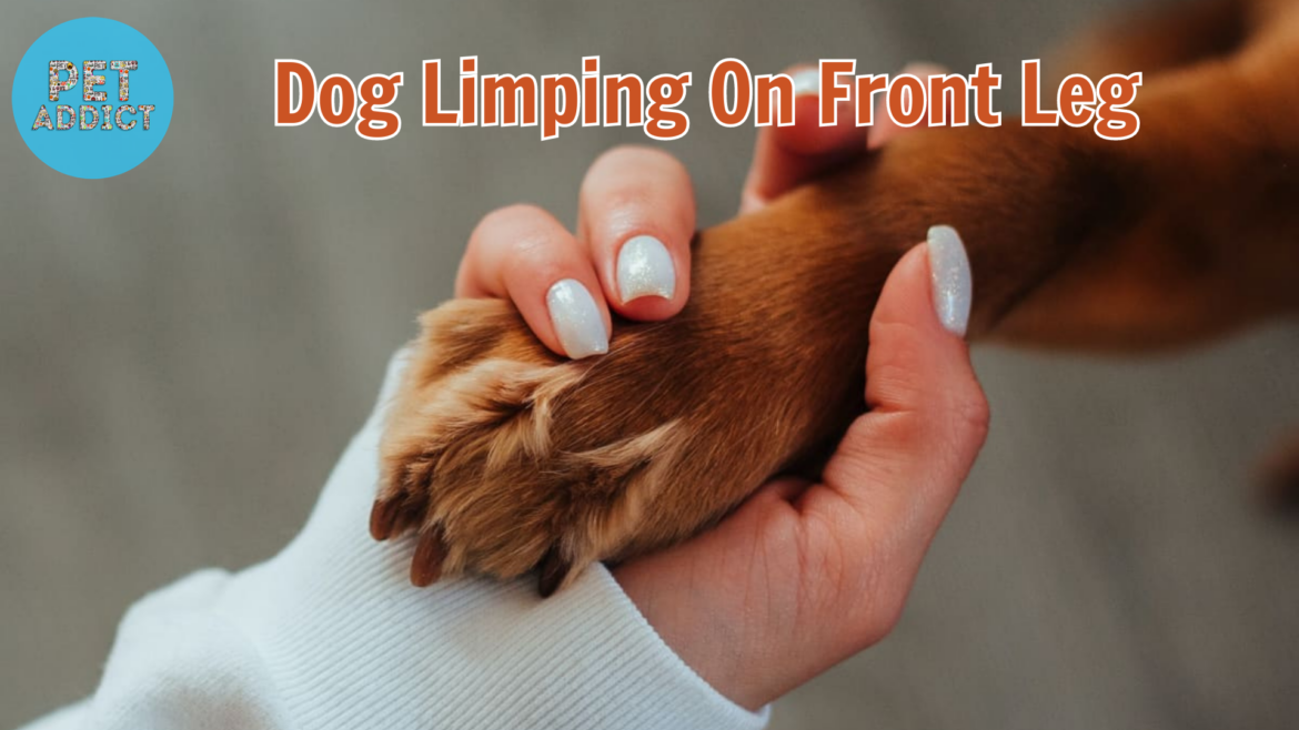 Home Support for a Limping Dog: Dog Limping on Front Leg
