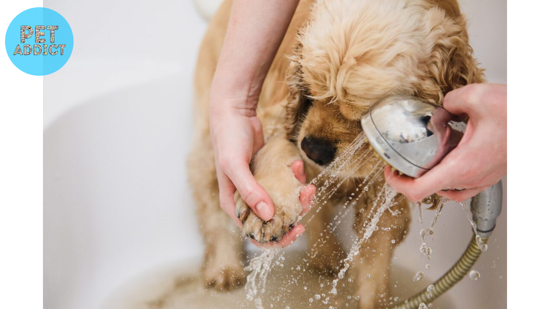 How to Prevent Dog Dry Skin