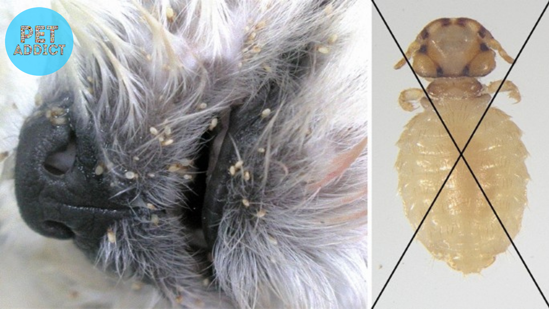 Identifying Dog Lice Infestations