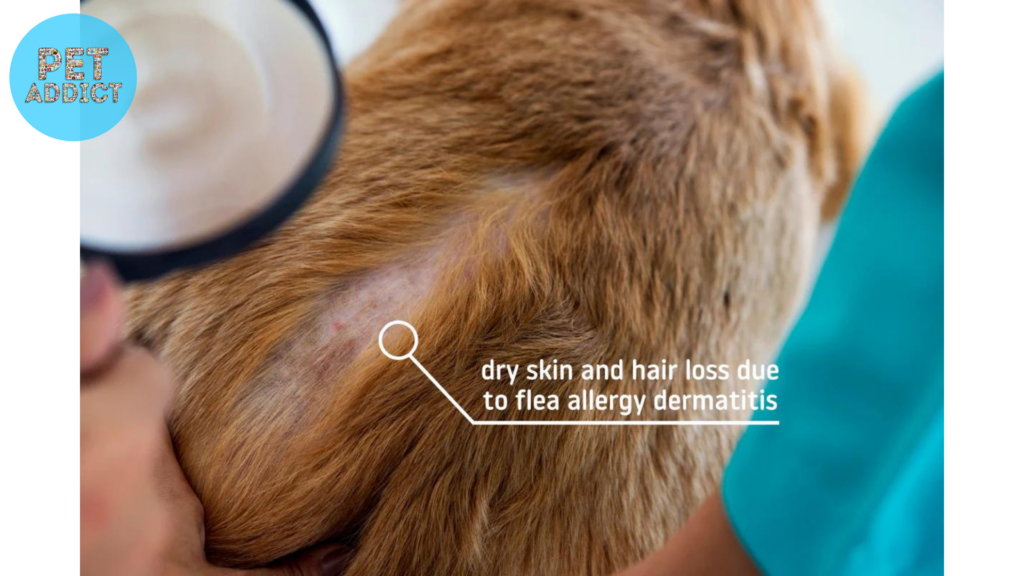 Identifying Dry Skin in Your Dog