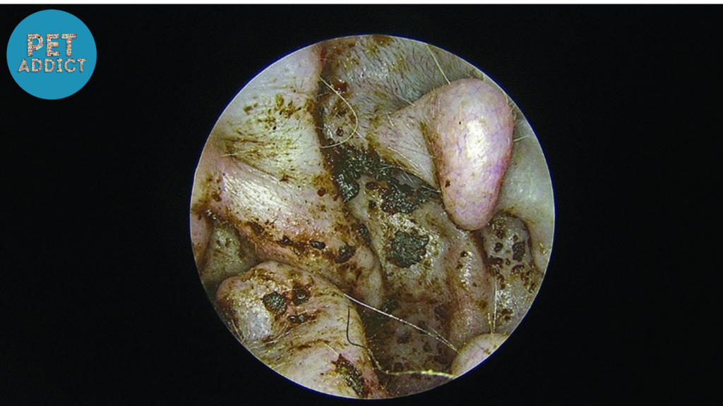 Identifying Ear Mite Infestations