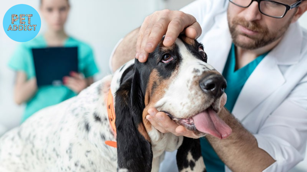 Interpreting Dog Allergy Test Results