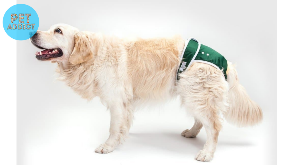 Introducing Dog Diapers to Your Male Dog
