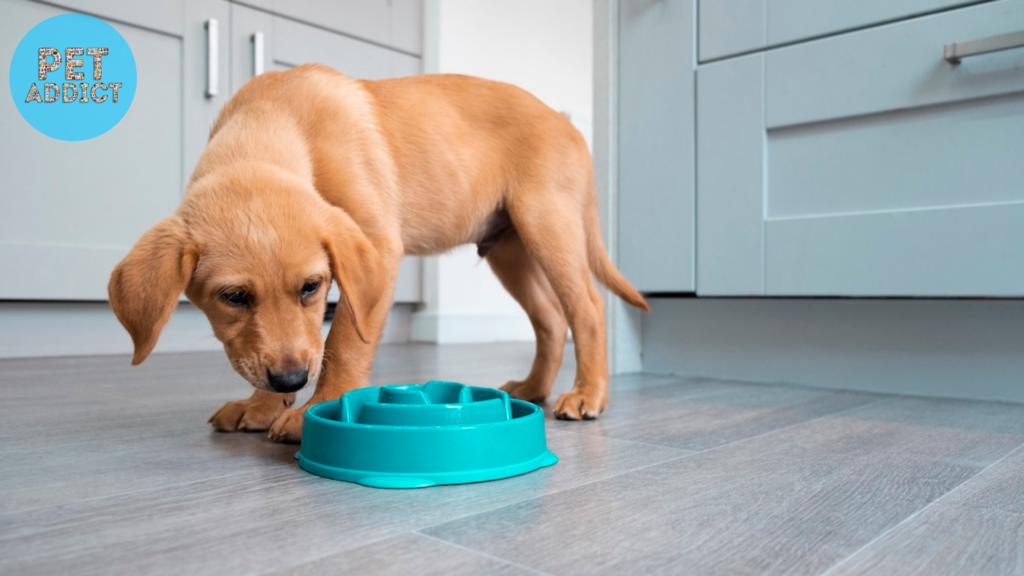 Introducing Slow-Feeder Dog Bowls to Your Dog