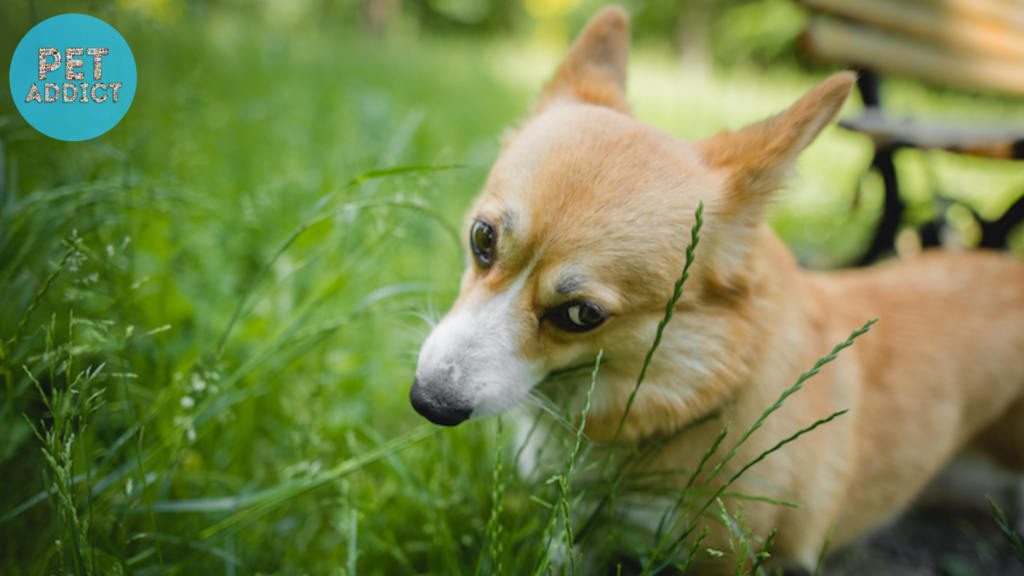 Is Grass Consumption Safe for Dogs