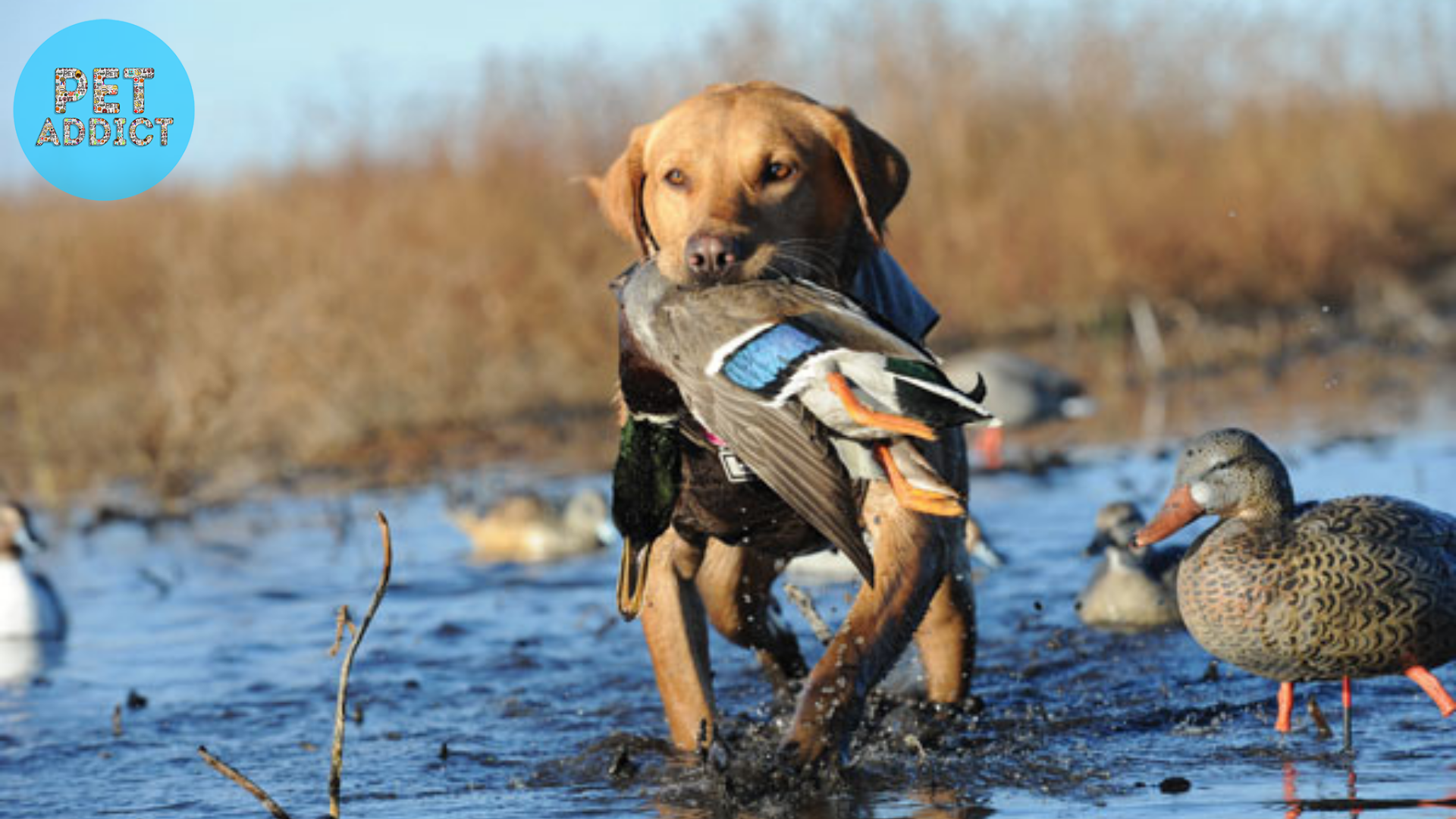 Labrador Retriever duck hunting dog
