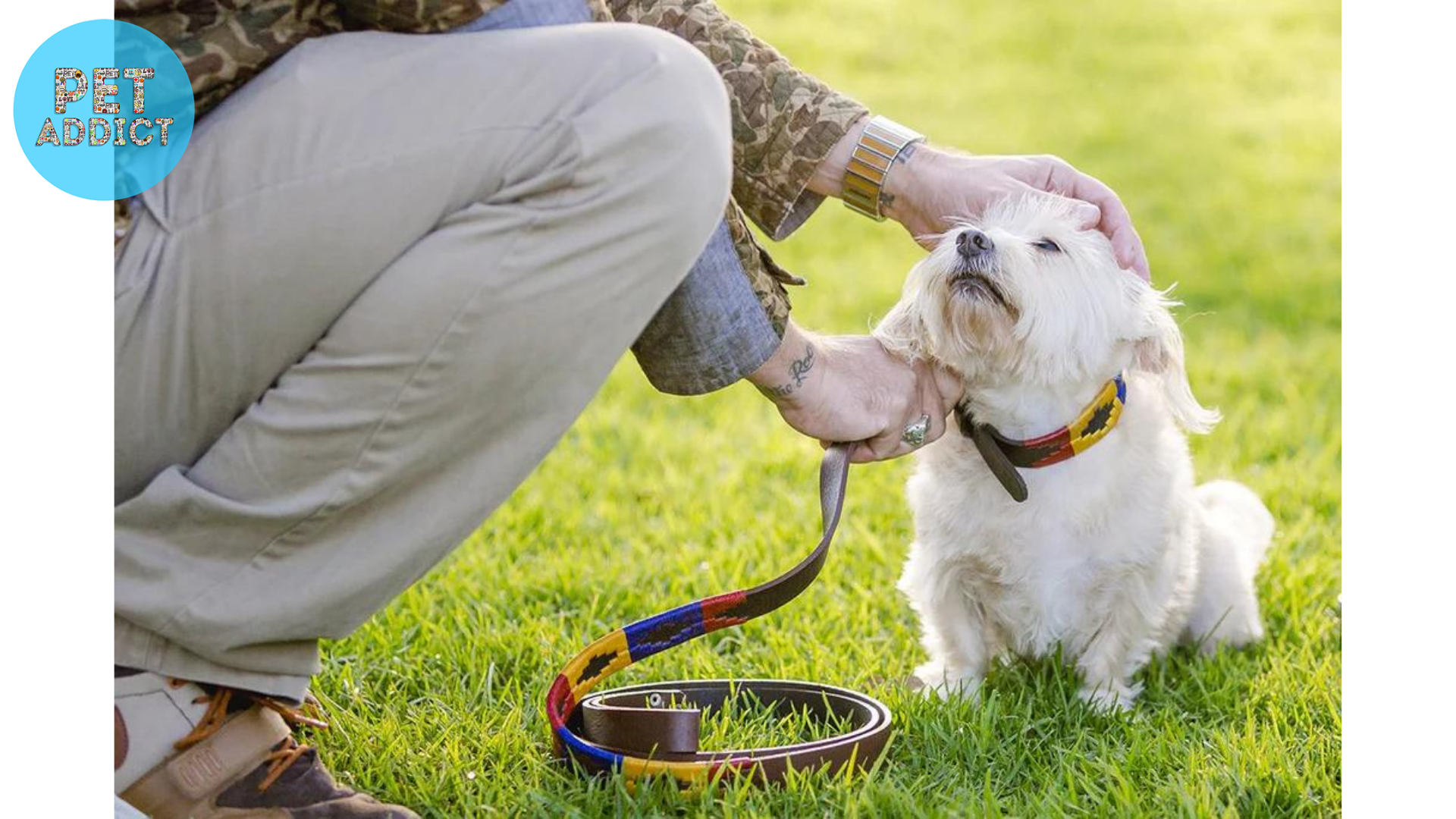 Maintenance and Cleaning of Dog Chains
