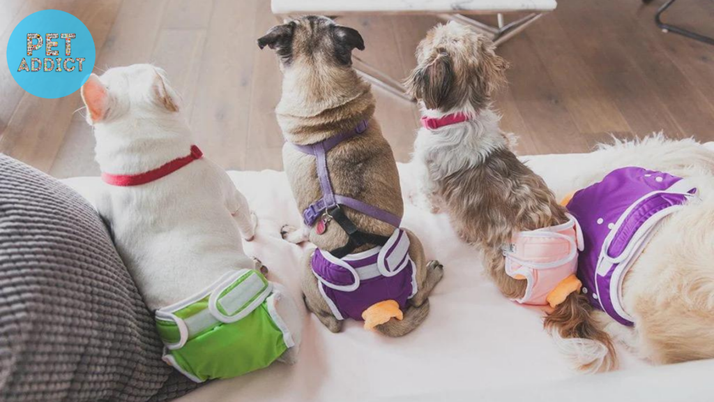 Male Dog Diapers for Senior Dogs