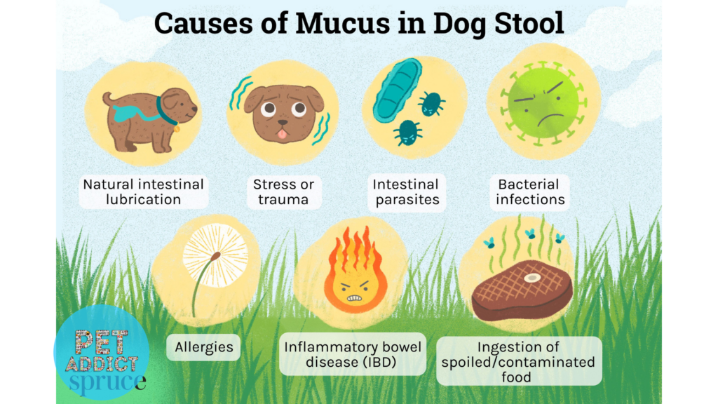 Mucus in Dog Poop