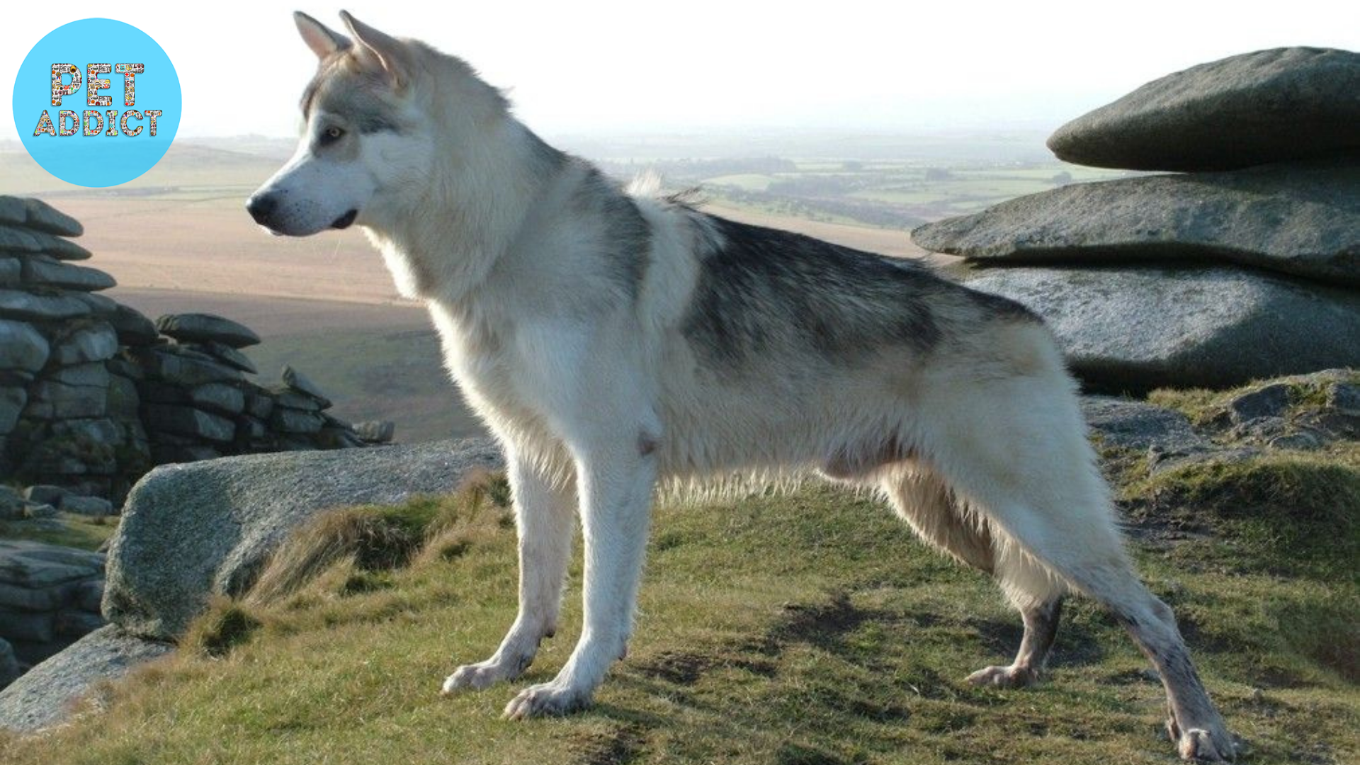Northern Inuit Dogs as Working Dogs