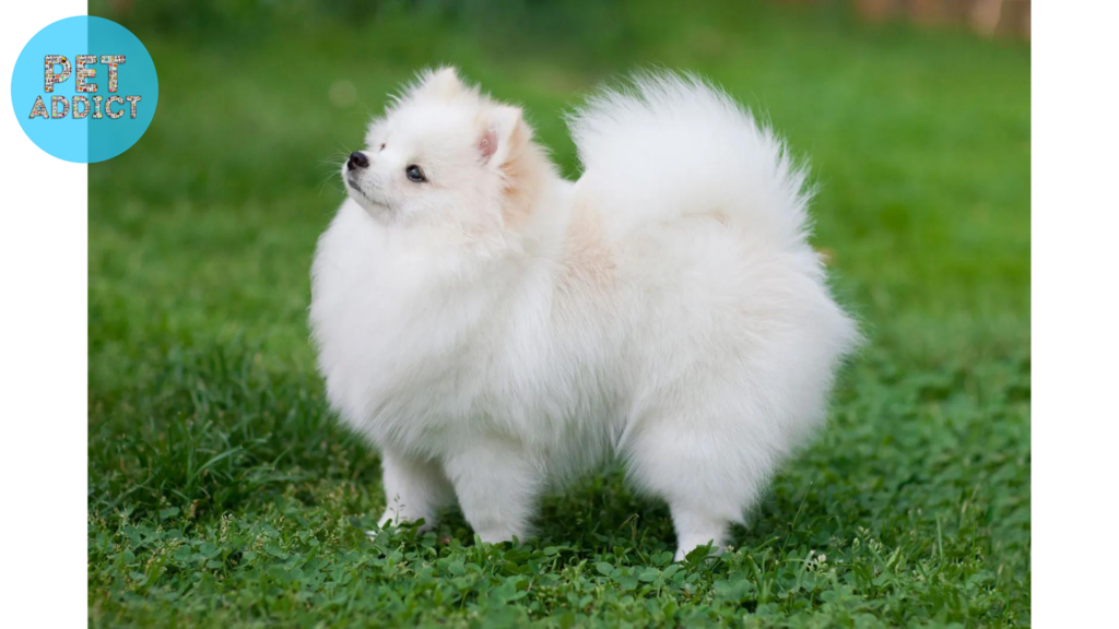 Pomeranian fluffy dog