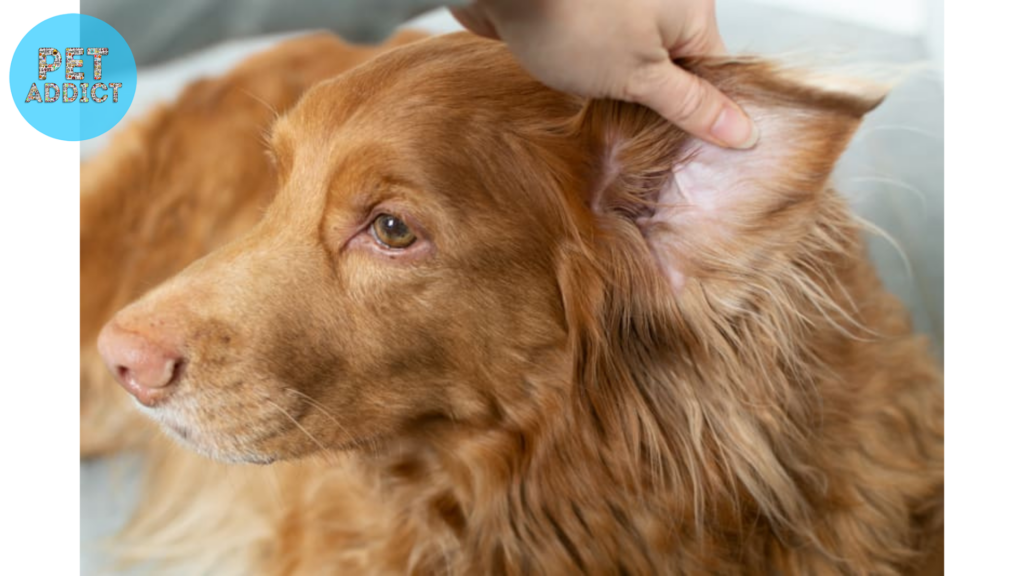 Preventive Measures for Healthy Ears dog ear cleaner
