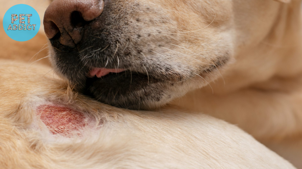 Recognizing the Symptoms of Dog Hot Spots