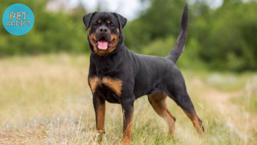 Rottweiler black and brown dog