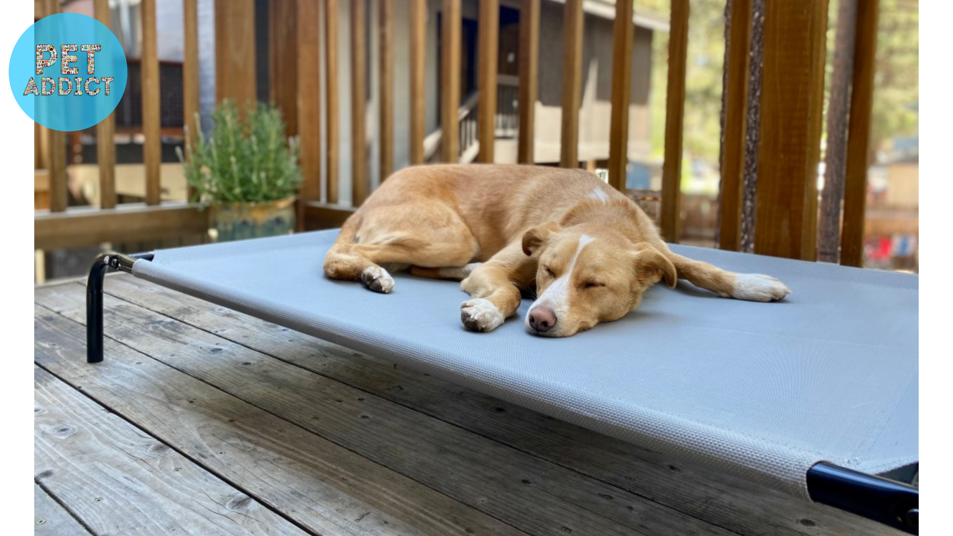 Setting Up and Maintaining a Raised Dog Bed