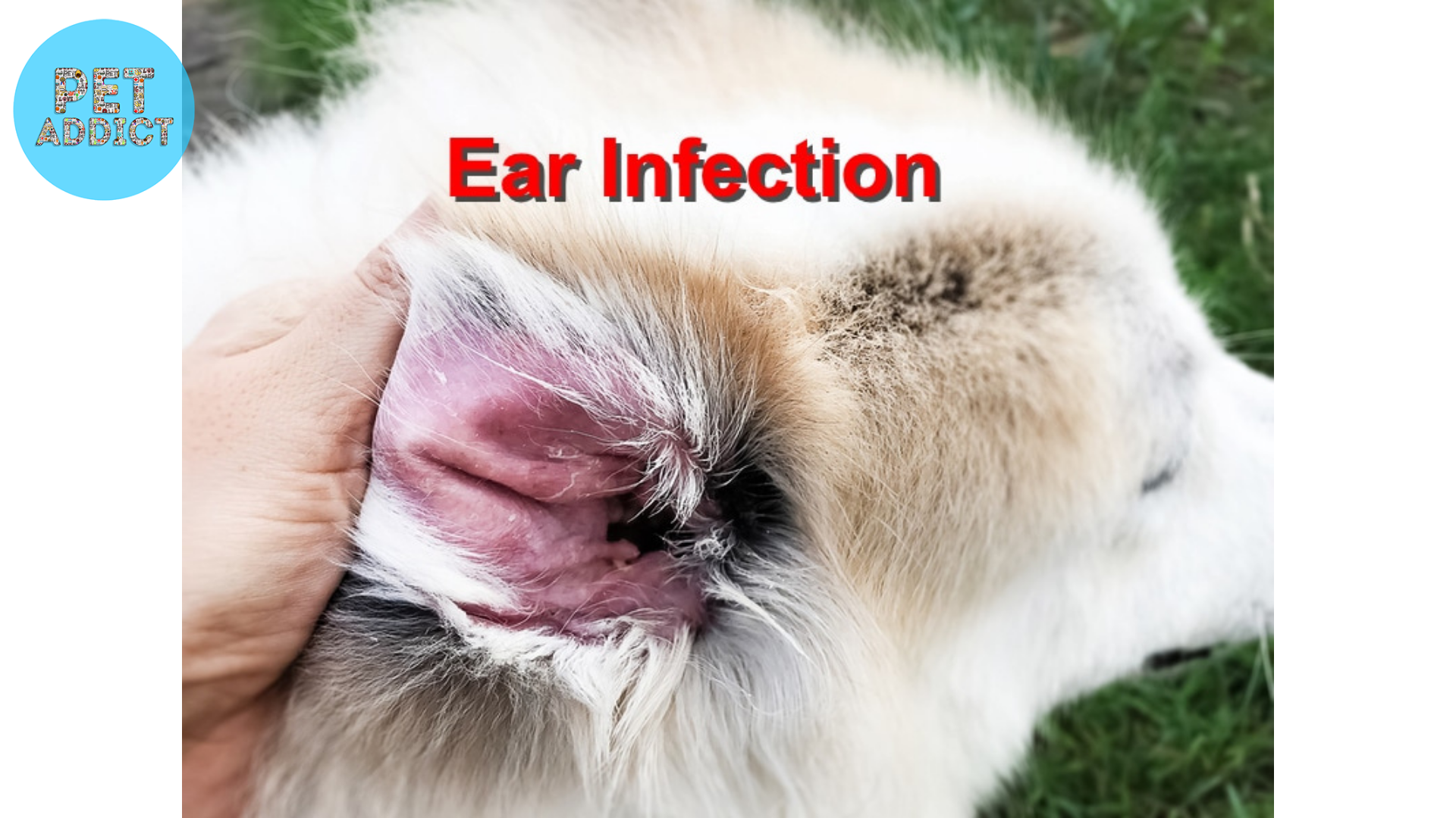 Signs of Ear Problems in Dogs
