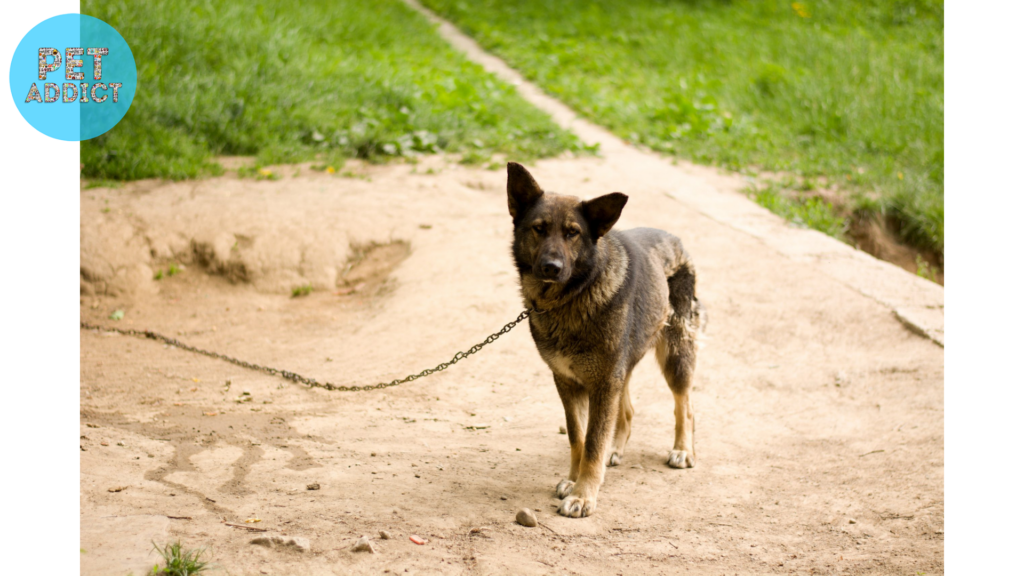 Social and Legal Aspects of Dog Chains