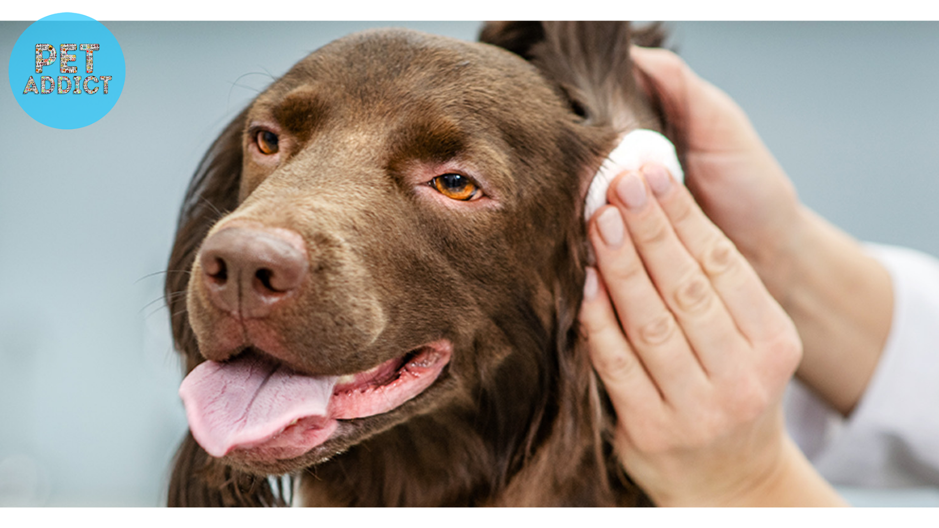 Step-by-Step Guide Cleaning Your Dog’s Ears