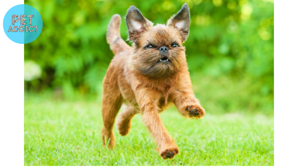 Temperament and Personality of Griffon Dogs