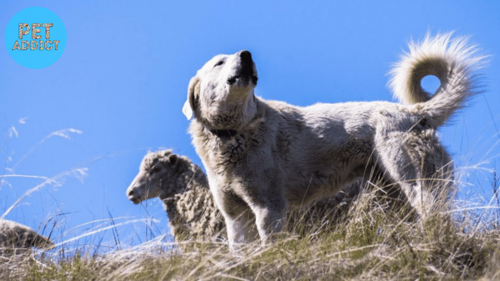 The Akbash Dog in Livestock Protection