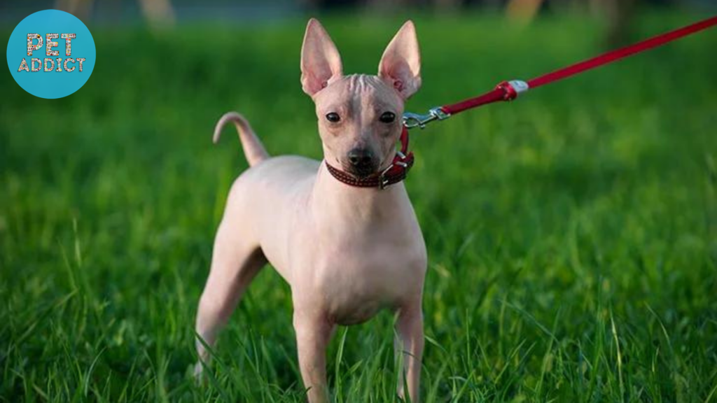 The American Hairless Terrier