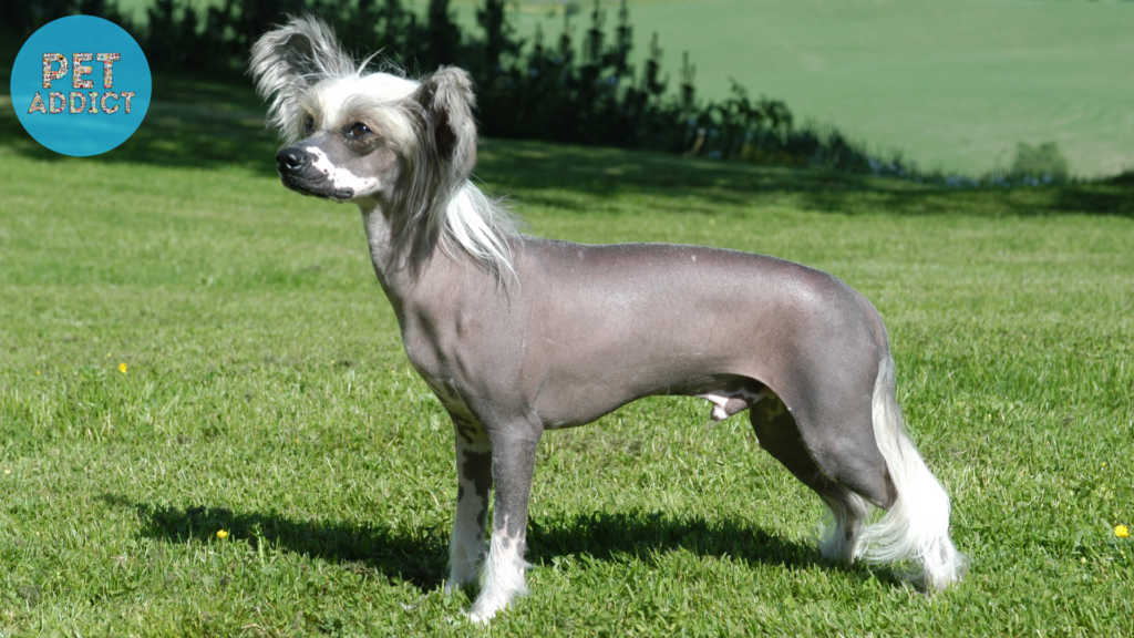 The Chinese Crested