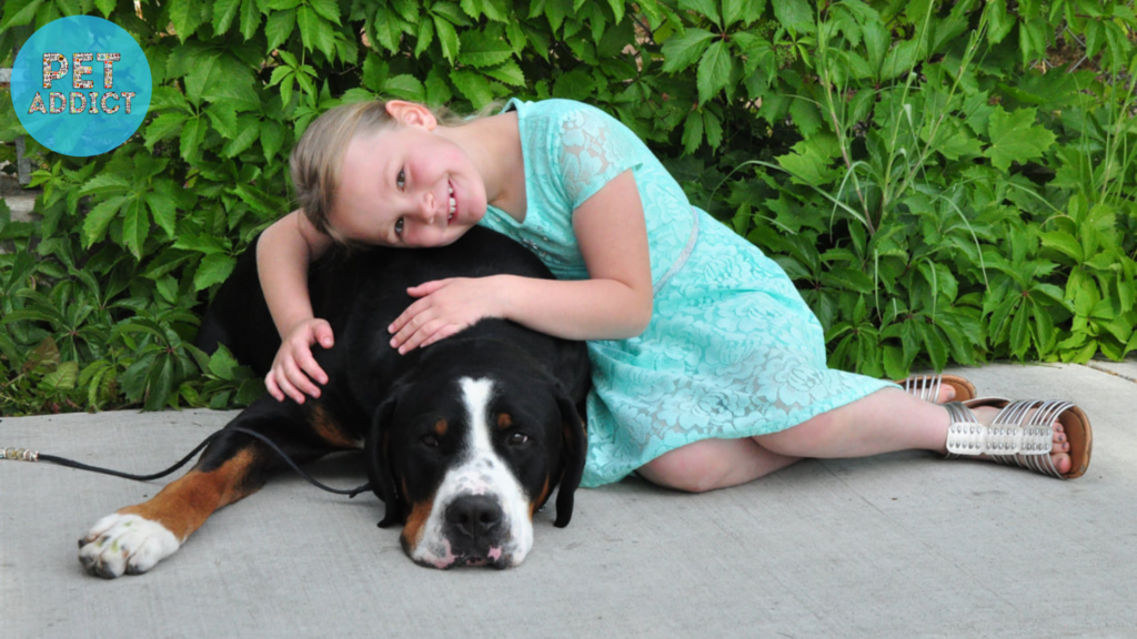 The Entlebucher Mountain Dog in Families and with Children entlebucher mountain dog