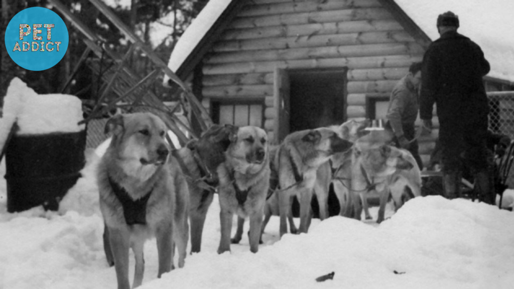 The Origins of the Chinook Dog