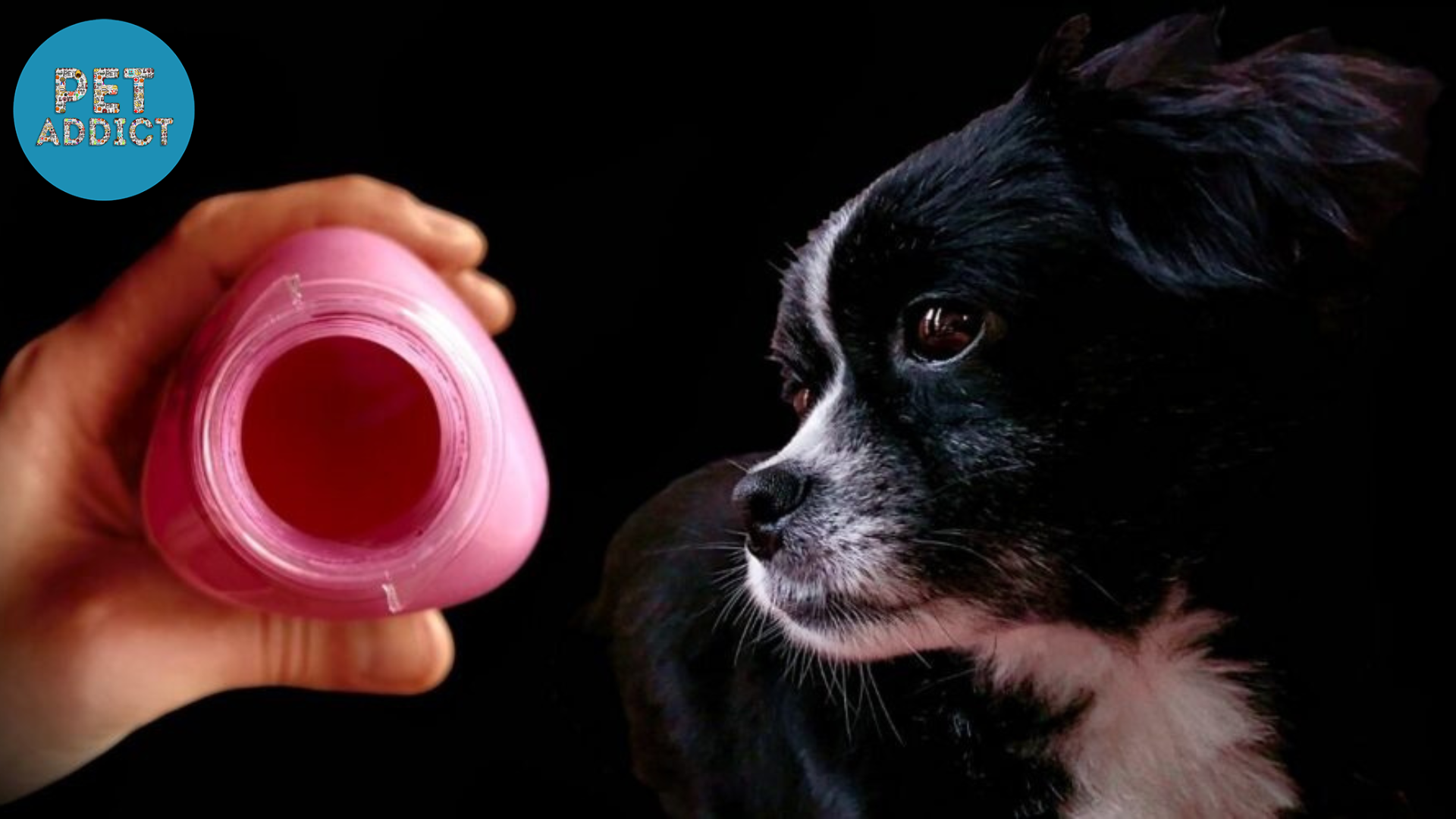 The Safety Aspect Can Dogs Have Pepto Bismol