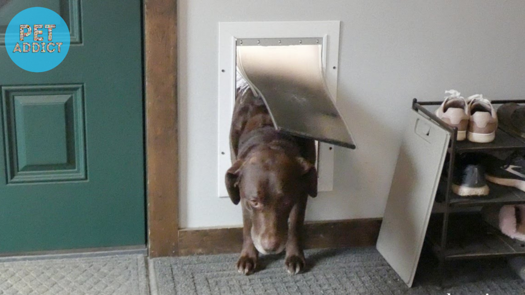 Tips for Training Your Dog to Use the Door