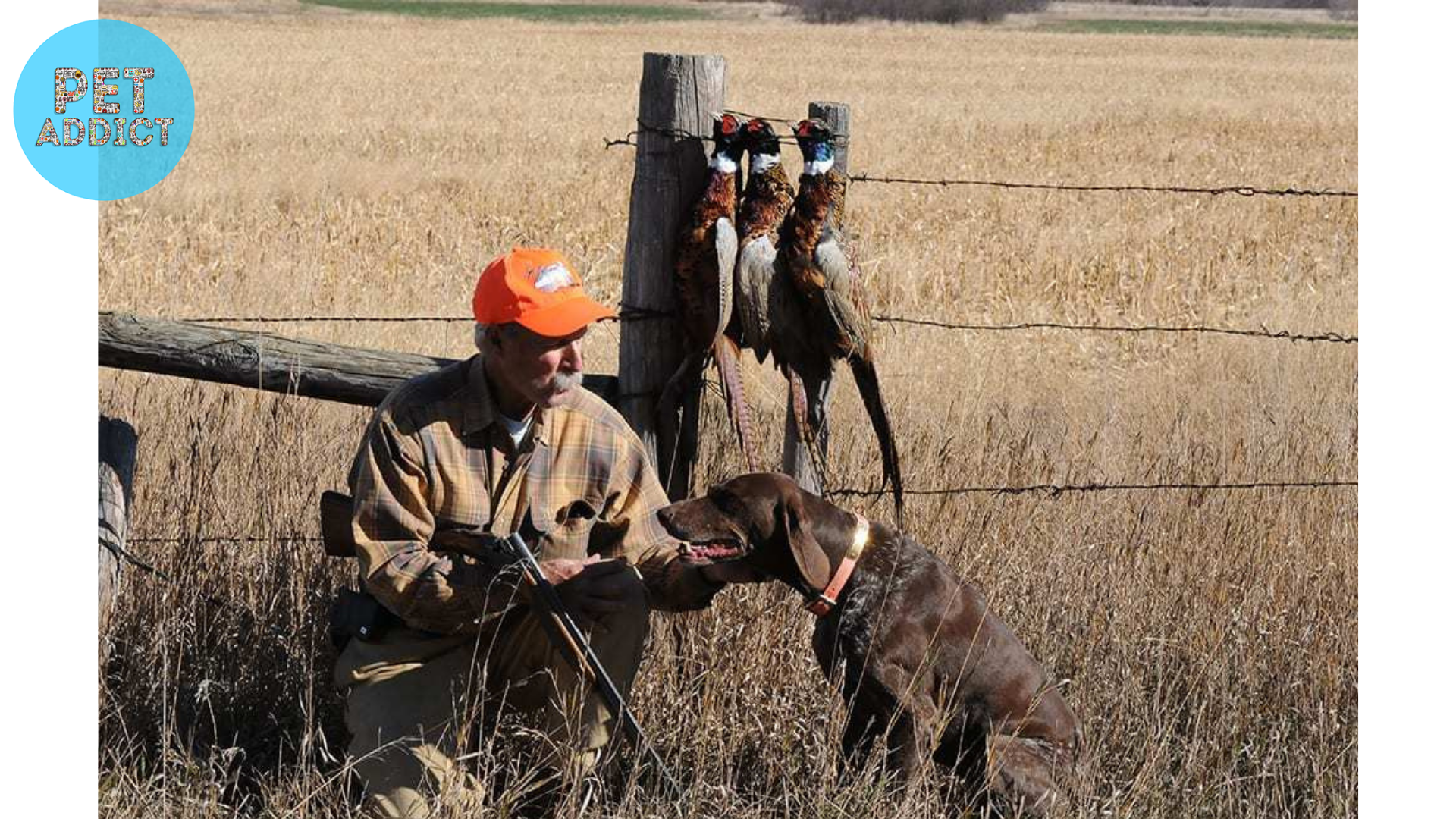 Training and Caring for Bird Dogs