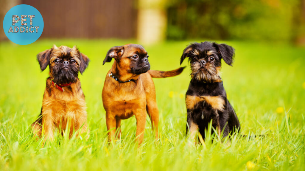 Training and Socialization of Griffon Dogs